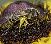 Bees